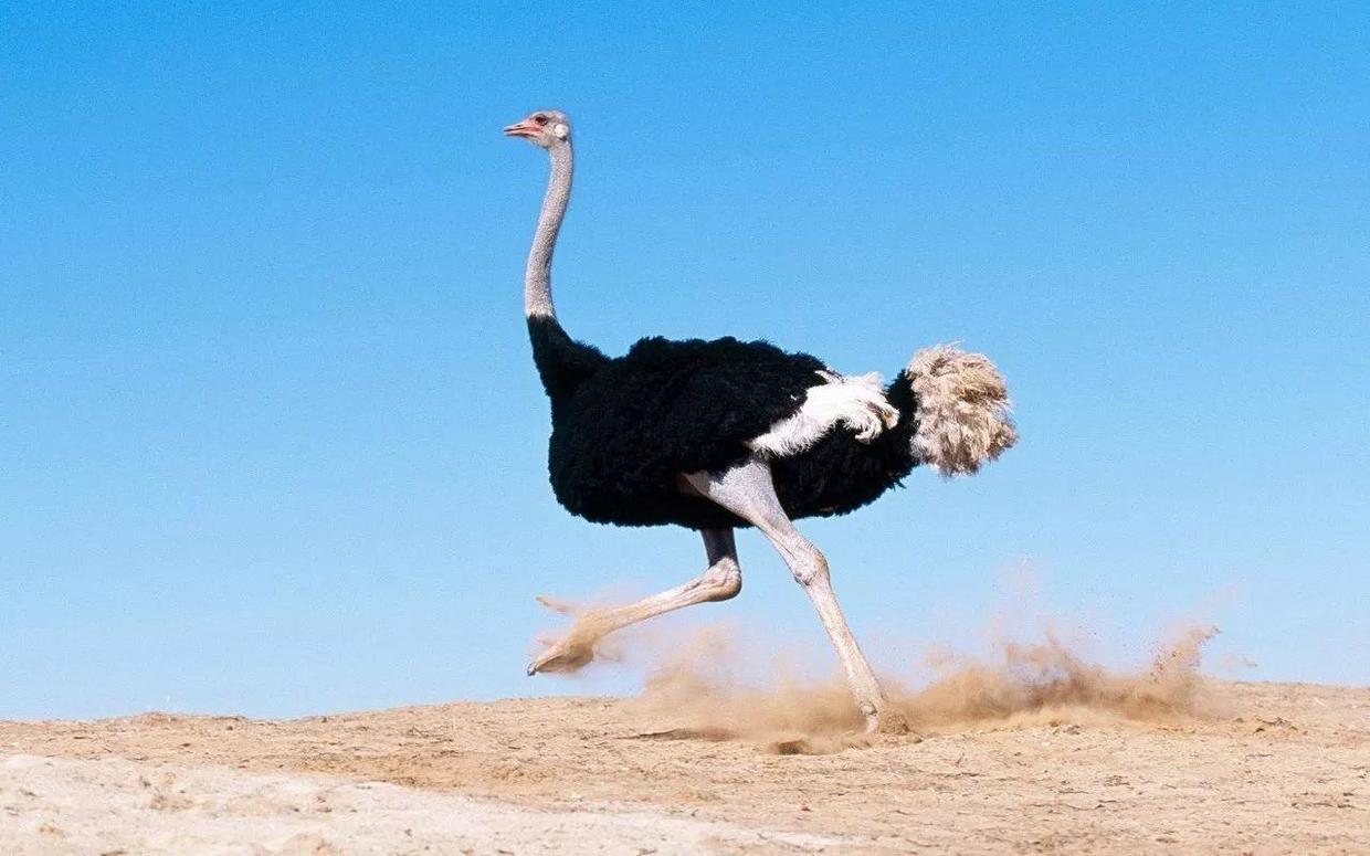 十大珍稀皮料,珍稀皮革