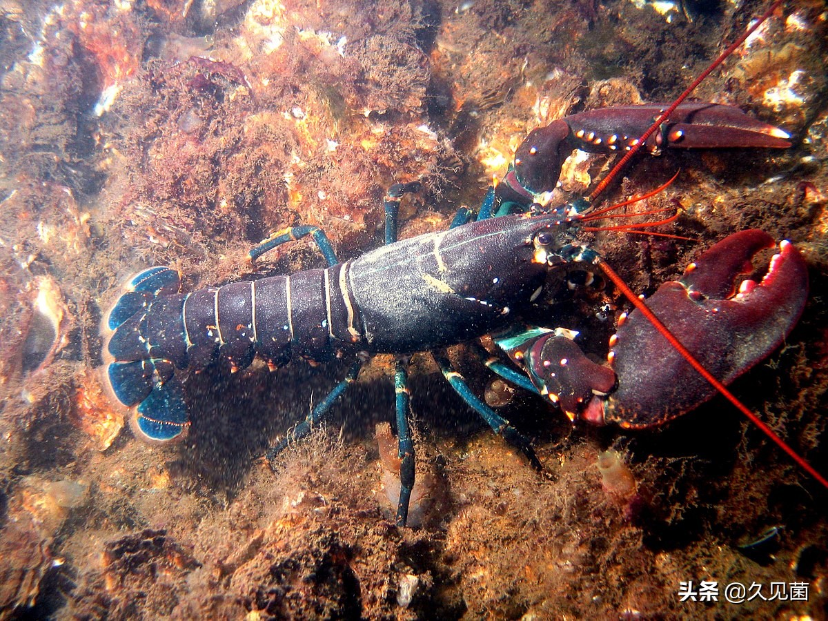 为什么说龙虾可以实现永生,龙虾理论上是能永生的