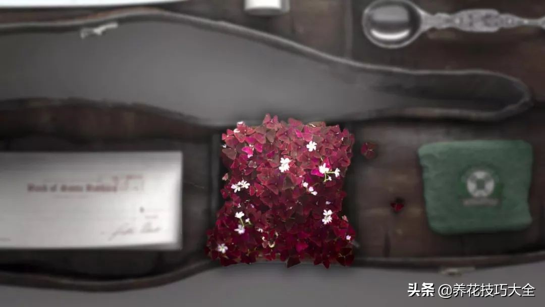 幸运草块茎,紫色幸运草种植的注意事项