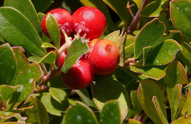 含维生素c熊果苷成分的美白产品,熊果苷美白亮肤原液的作用