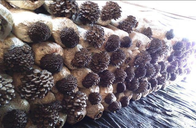 平菇出菇突然死掉是怎么回事,平菇发生畸形的原因及防治方法