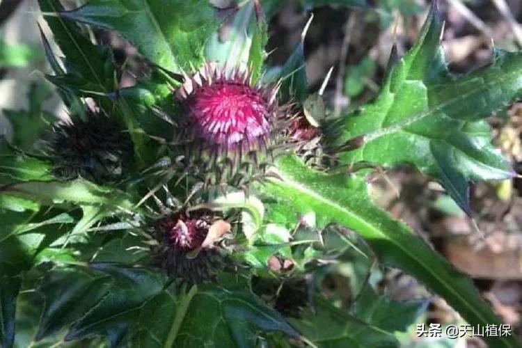 棉花田恶性杂草有哪些种类,棉花地里恶性杂草