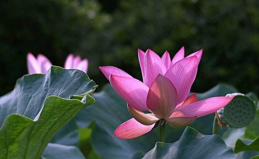水芙蓉与荷花的区别,水芙蓉是荷花吗