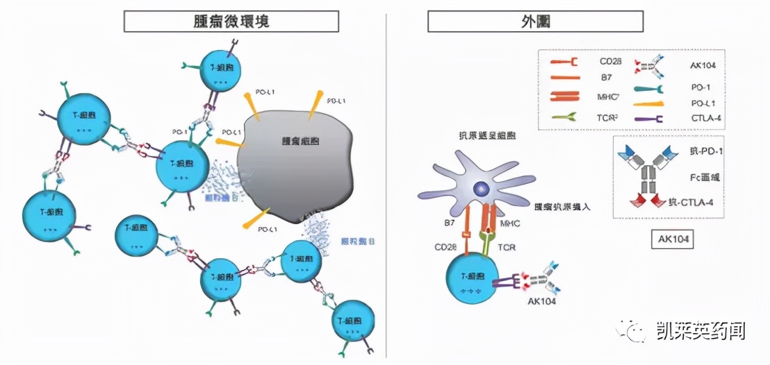 CTLA-4与免疫治疗,ctla-4介导的免疫治疗原理是什么