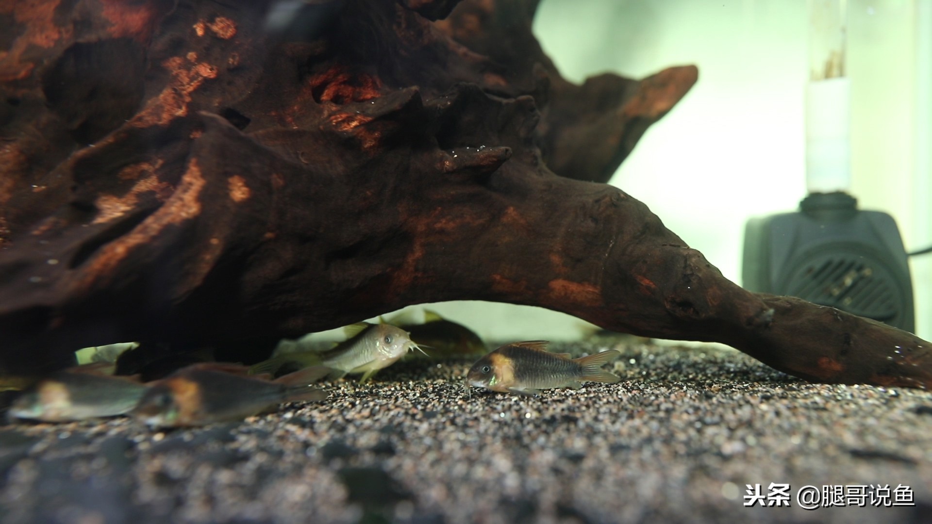 适合新手养的大型鼠鱼,可以拿来当观赏鱼养的食用鱼