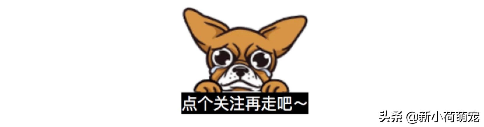 狗狗生娃后很凶,狗狗生娃生太多了