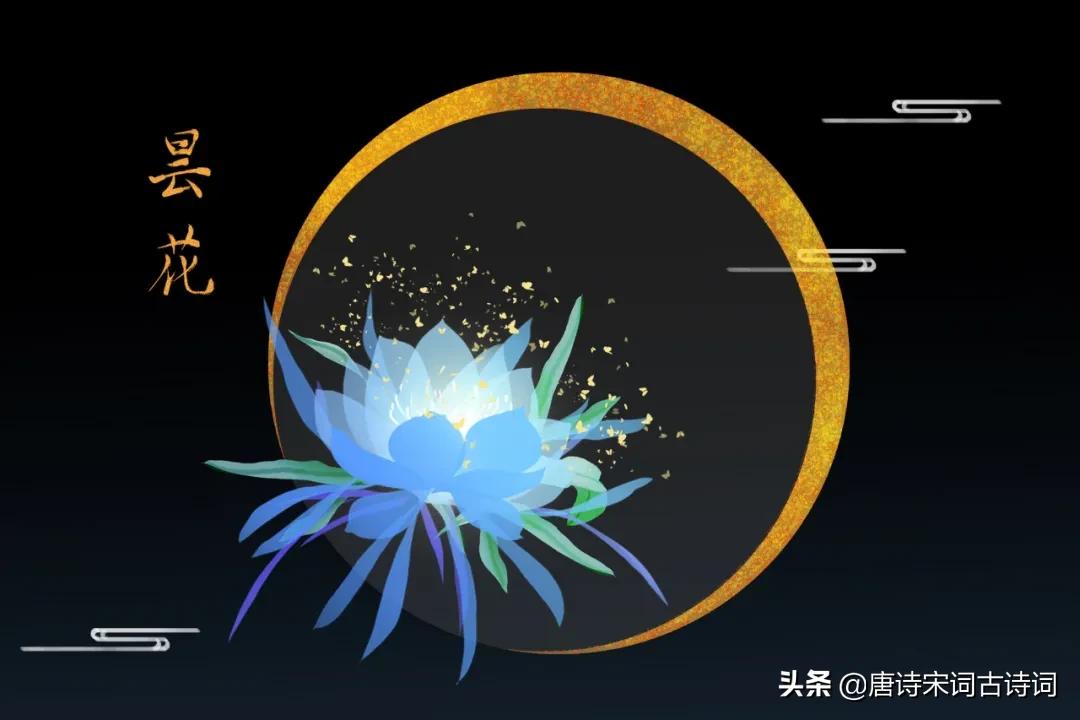 昙花淡雅出尘,昙花温润如玉花香四溢