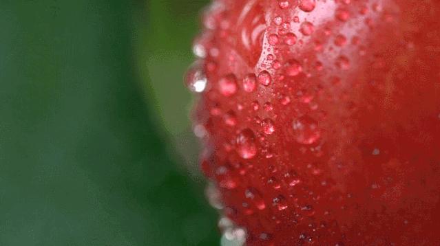 大连曹家地大樱桃,大连曹家地村的樱桃