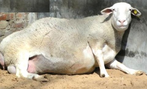 大羊产前瘫痪怎么治,羊产前怎么预防瘫痪