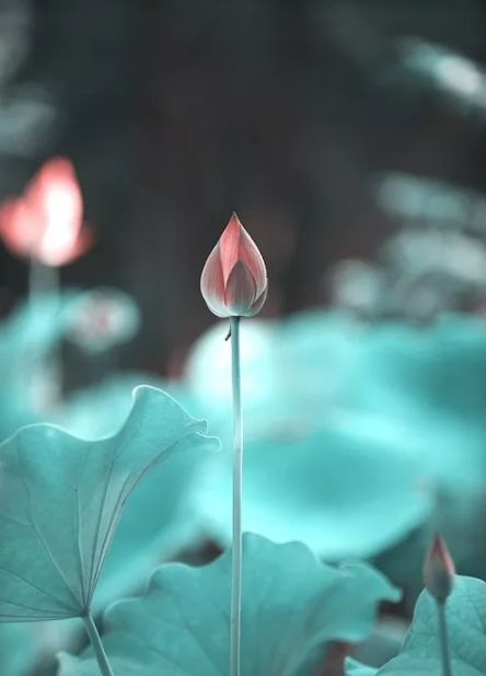 荷花古诗词鉴赏,映日荷花别样红中荷花的特点是