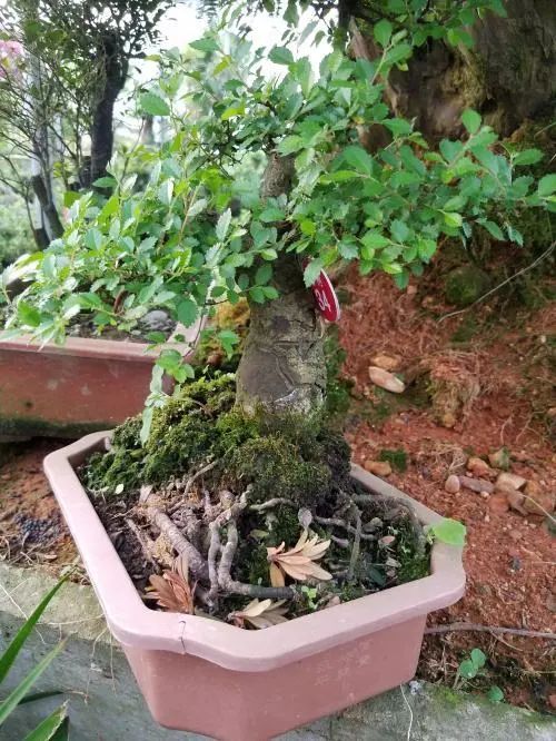 新手榆树盆景造型设计,榆树盆景造型设计教程