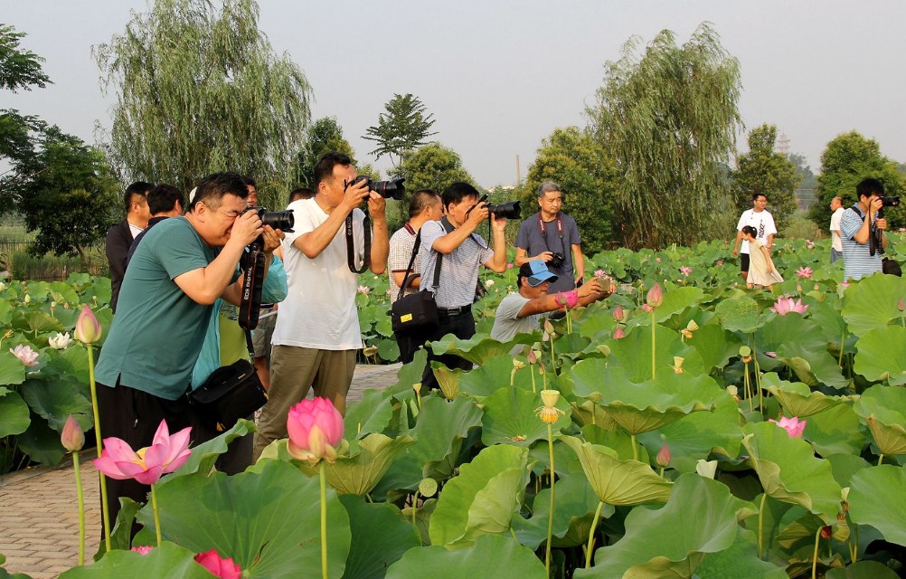 淮阳龙湖赏荷旅游视频,中国淮阳龙湖赏荷旅游月活动启动