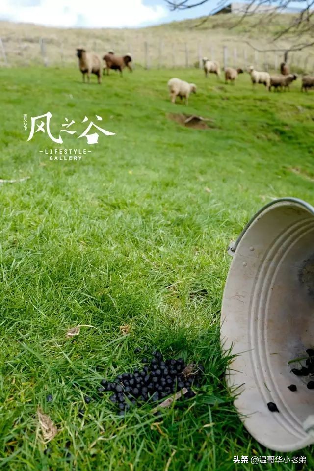 十几年的夫妻感悟,十年的老华人含泪感悟