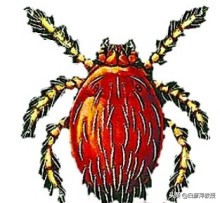 怎样除花草蚊虫叮咬的虫子,毒虫叮咬防虫知识