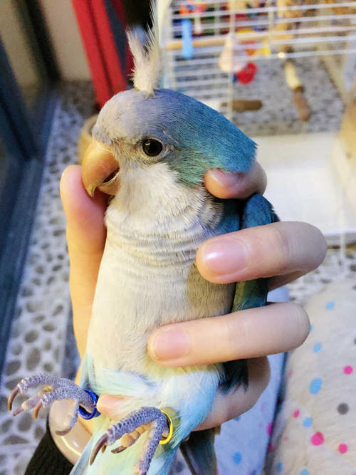 养鹦鹉和养观赏鸟哪个好,观赏鸟养殖的现状及前景