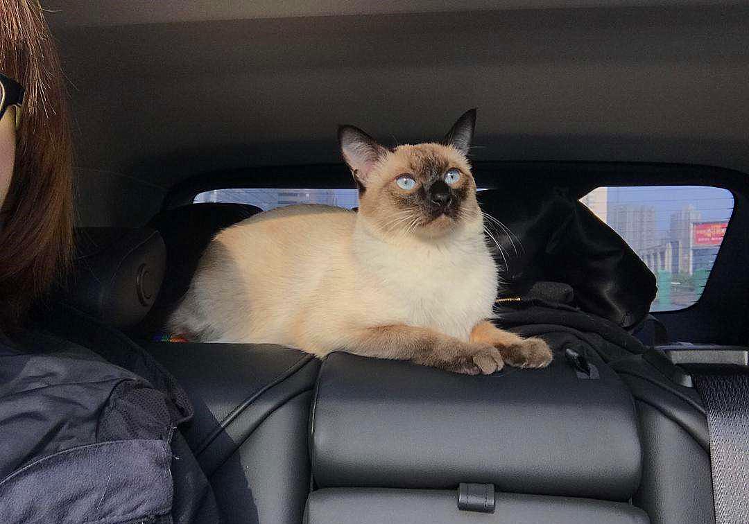 猫咪外出需要准备什么,春节留守猫咪的喂养攻略