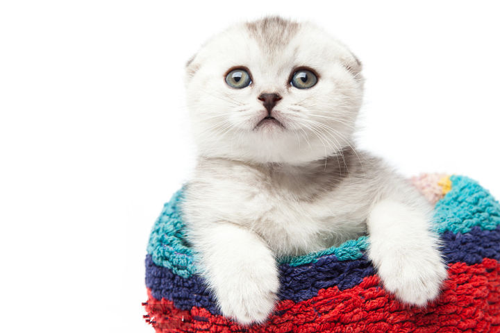 对折耳根的恐惧,不听劝养折耳猫