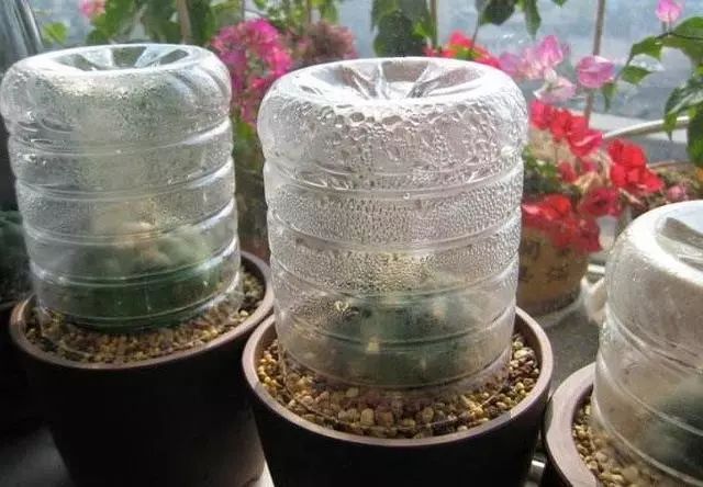 玉露闷养的方法和步骤,玉露闷养最佳温度