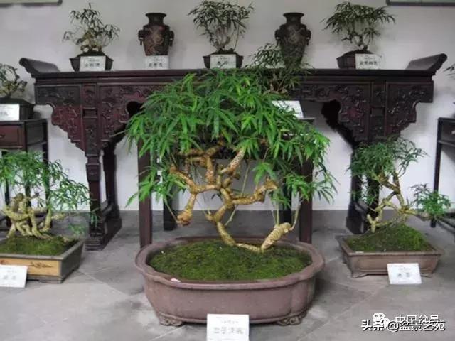 推荐36种好养的盆景植物,茶桌上养什么盆景植物