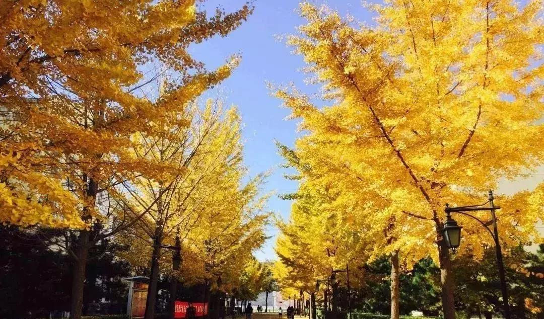 河北东方学院官网招生简章,河北东方学院专接本影像技术学费