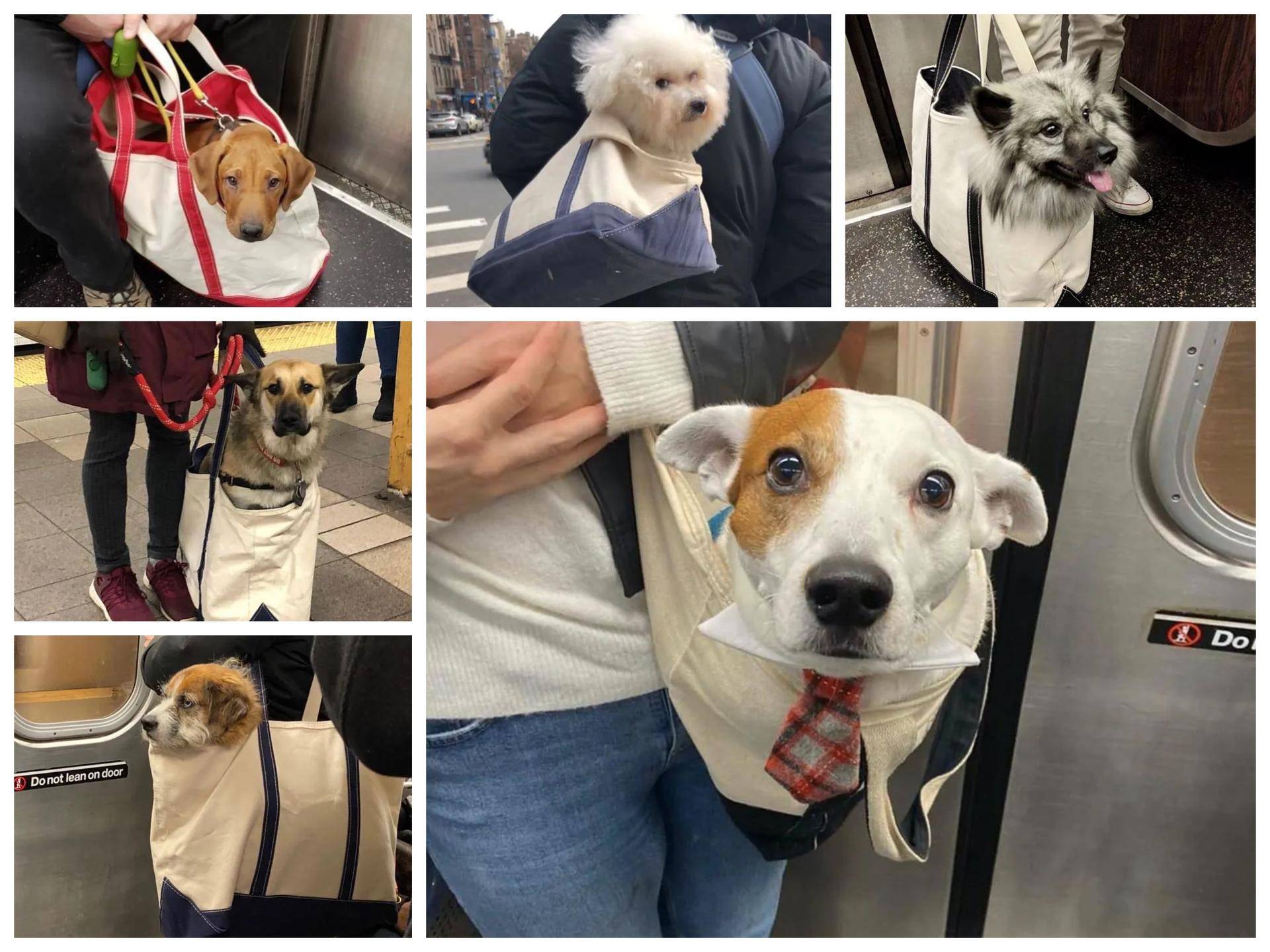 顾佳用奢侈品包包挤不进贵妇圈，纽约市民却用包把狗狗带上了地铁