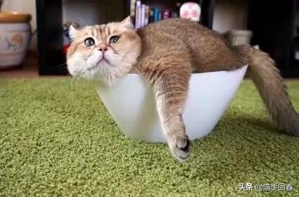 铲屎官别吓猫,给猫咪铲屎闻到气味会得病吗