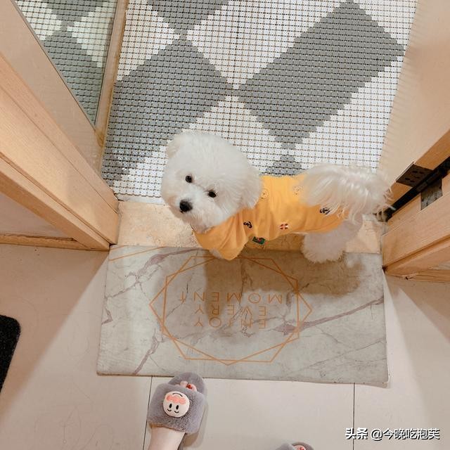 比熊狗拉肚子怎么办,比熊狗狗拉稀便怎么办