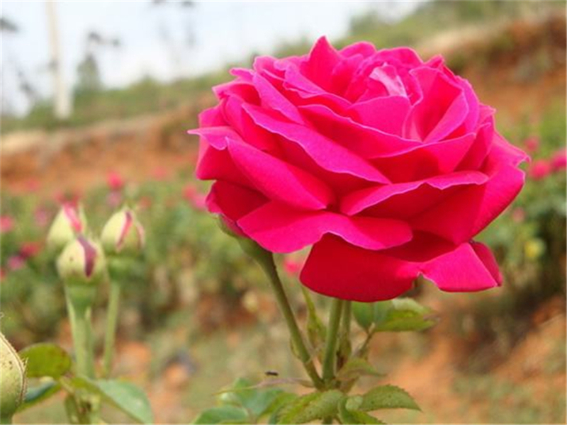 玫瑰种子播种时间几月份最佳,玫瑰种子应该如何处理