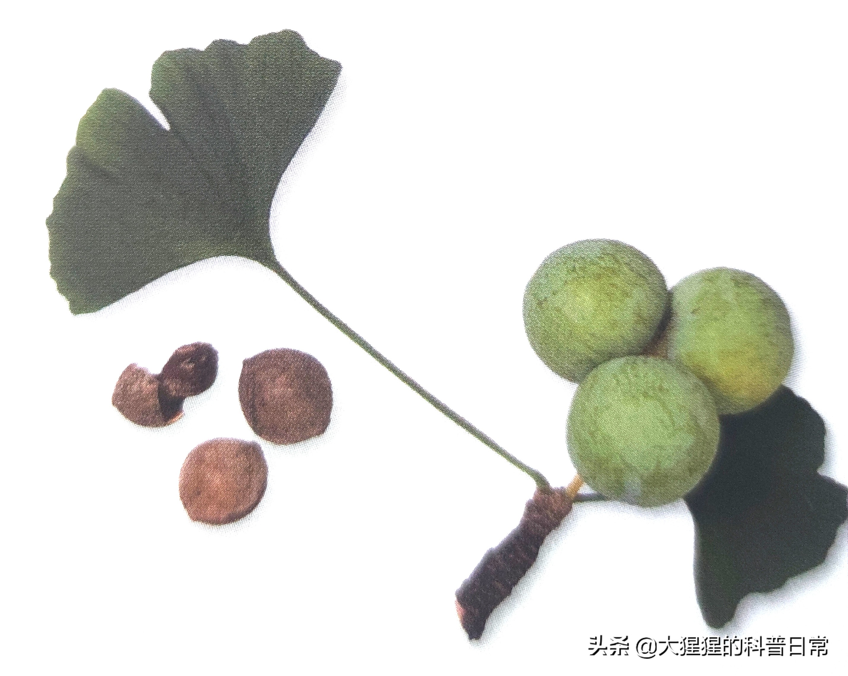 银杏的植物类群,银杏苏铁雪松水杉是裸子植物吗