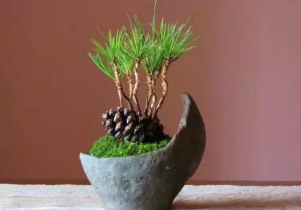 最漂亮的松塔盆景图片,山上松树怎么挖回家做盆景