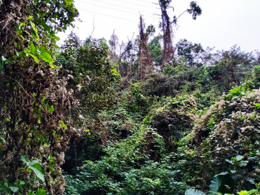 周日跟随珠海户外网板樟山游记