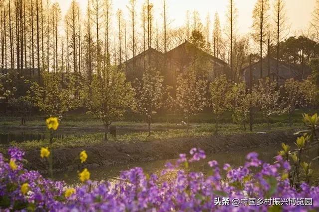 乡村振兴案例2021,乡村振兴案例2022