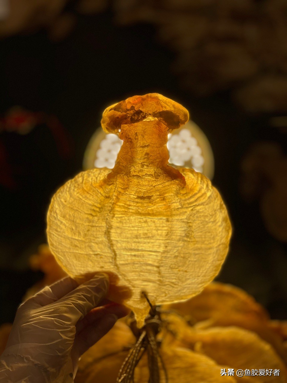 加拿大开片鱼胶的正确泡发方法,鱼胶在泡发过程中营养会流失吗