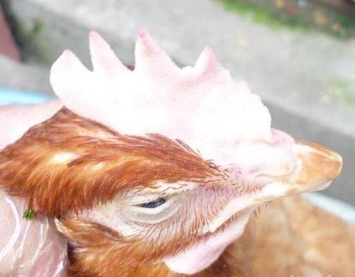 鸡虫病的鉴别方法,鸡虫病最佳治疗方案