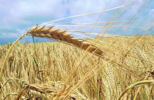 双立人菜板高档,双立人厨房菜板