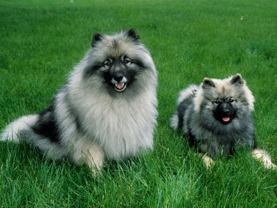 每日一犬---荷兰毛狮犬