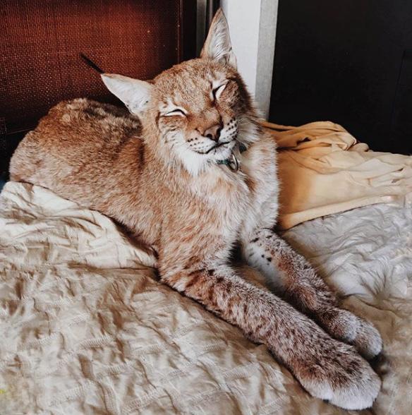 想养猫又怕被猫抓,俄罗斯养猞猁