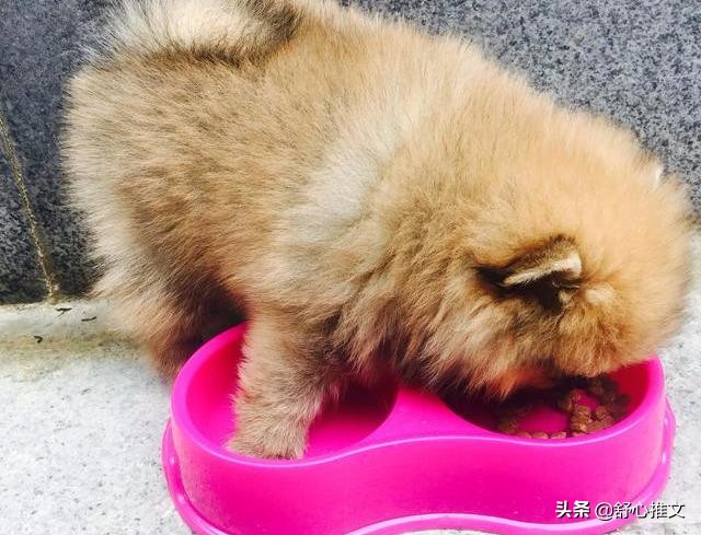 博美便便有点软而且臭是怎么回事,博美拉屎变得特别臭是什么原因