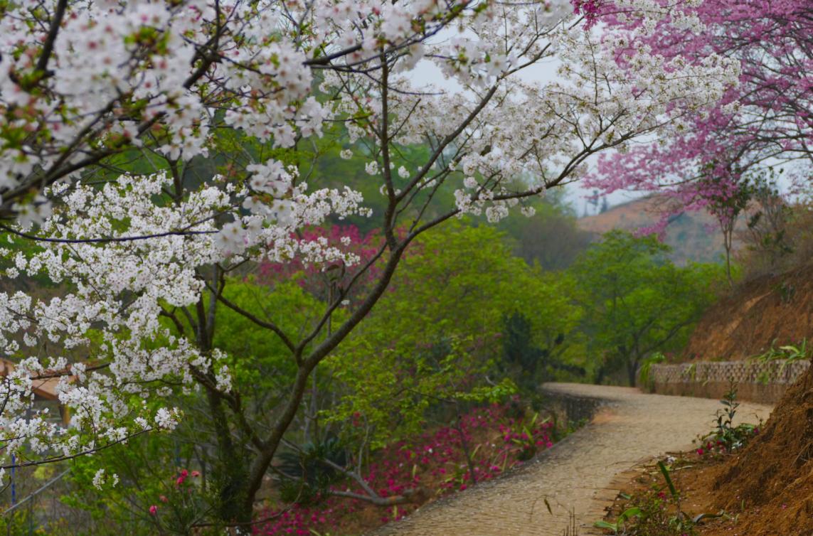 广东看樱花旅游景点推荐,广东樱花打卡景点