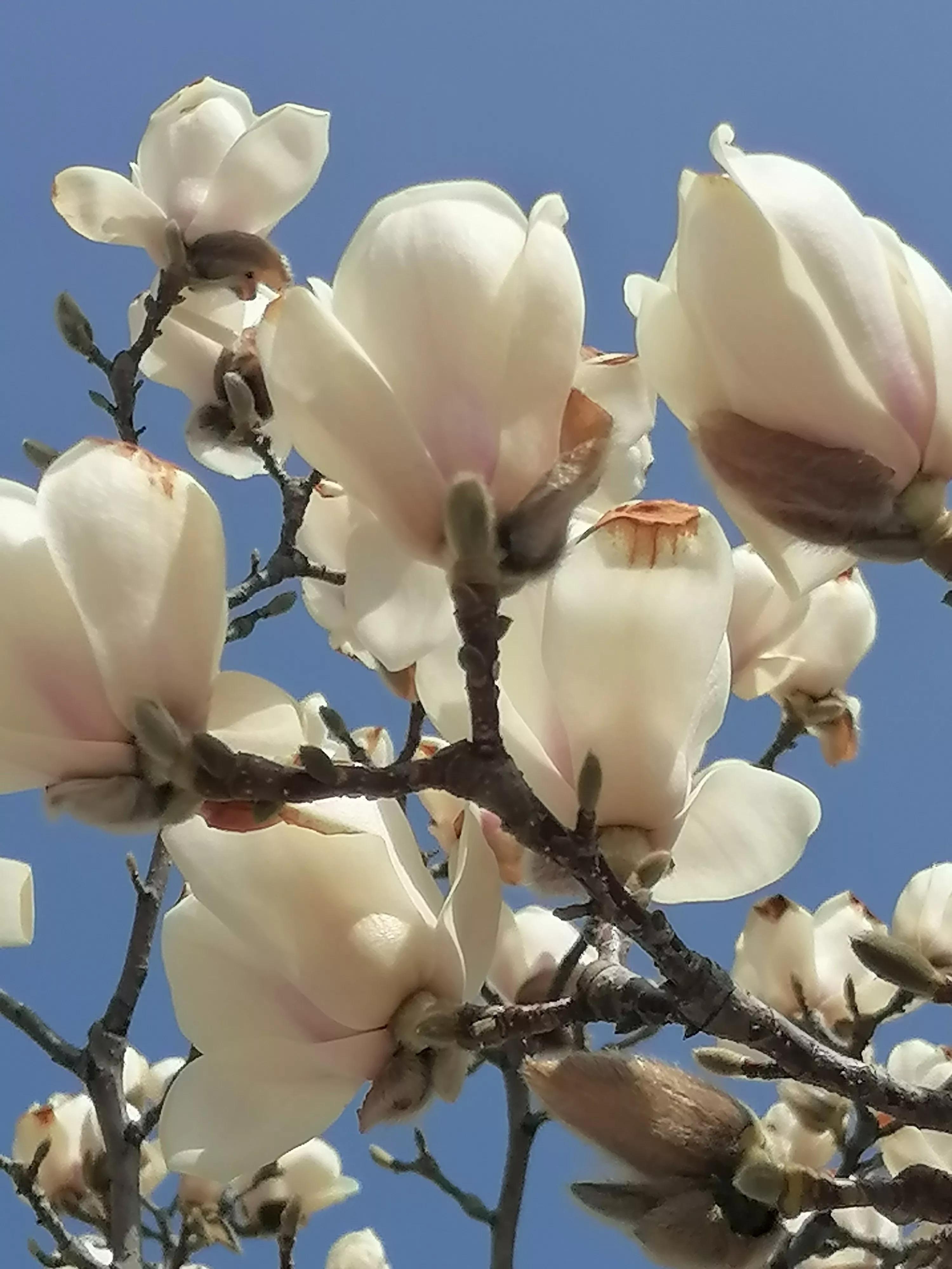 咏玉兰二首其二,咏玉兰全诗