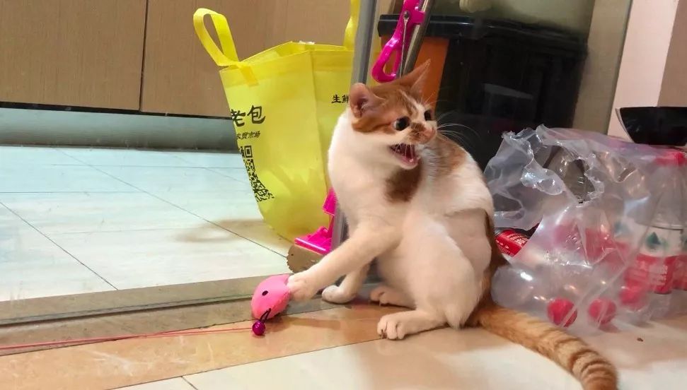 小佩闷死猫事件,小佩猫窝闷死猫