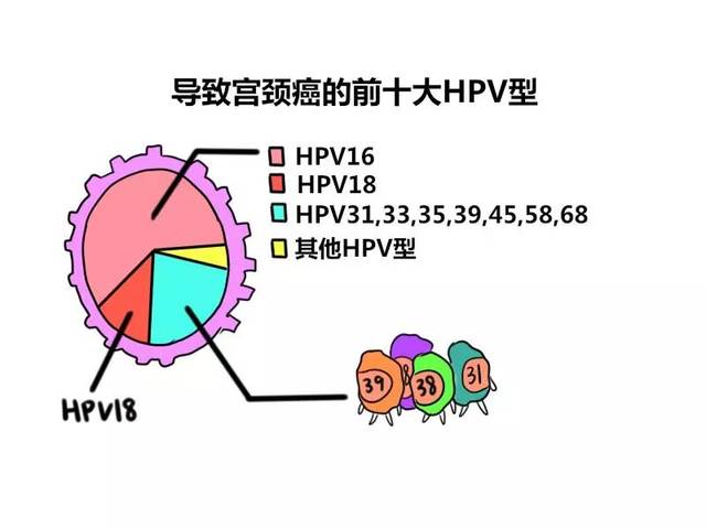 为什么天天锻炼反而免疫力下降,hpv用什么药物才能彻底清除病毒