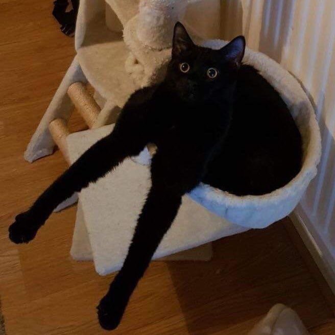 黑猫真的不建议养吗,黑猫到底能不能养