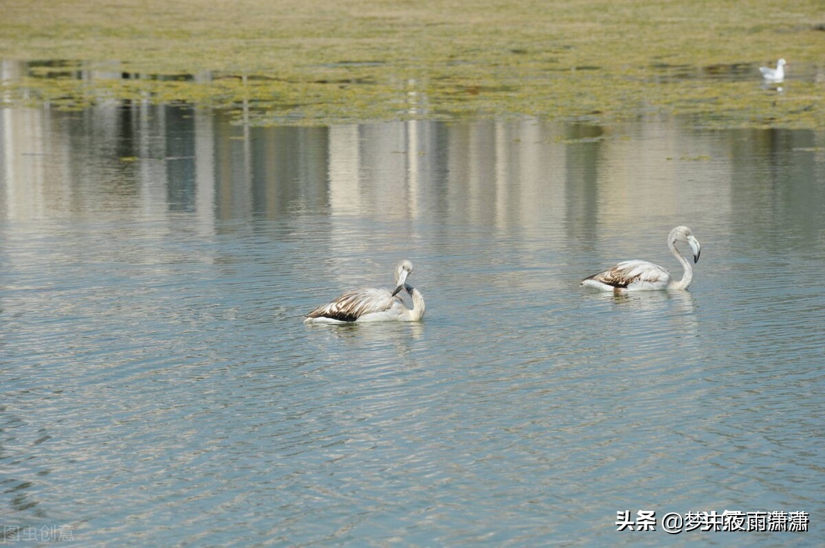 水瓶座顶级浪漫,顶级水瓶座女生
