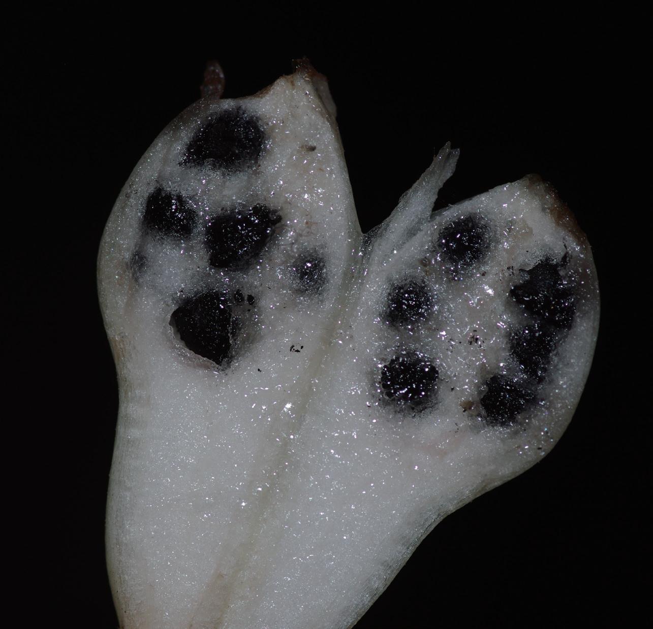 海南热带水果神秘果,仙蜜果是什么