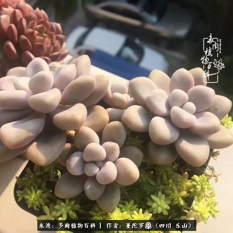 转角遇见多肉,遇见多肉治愈自己