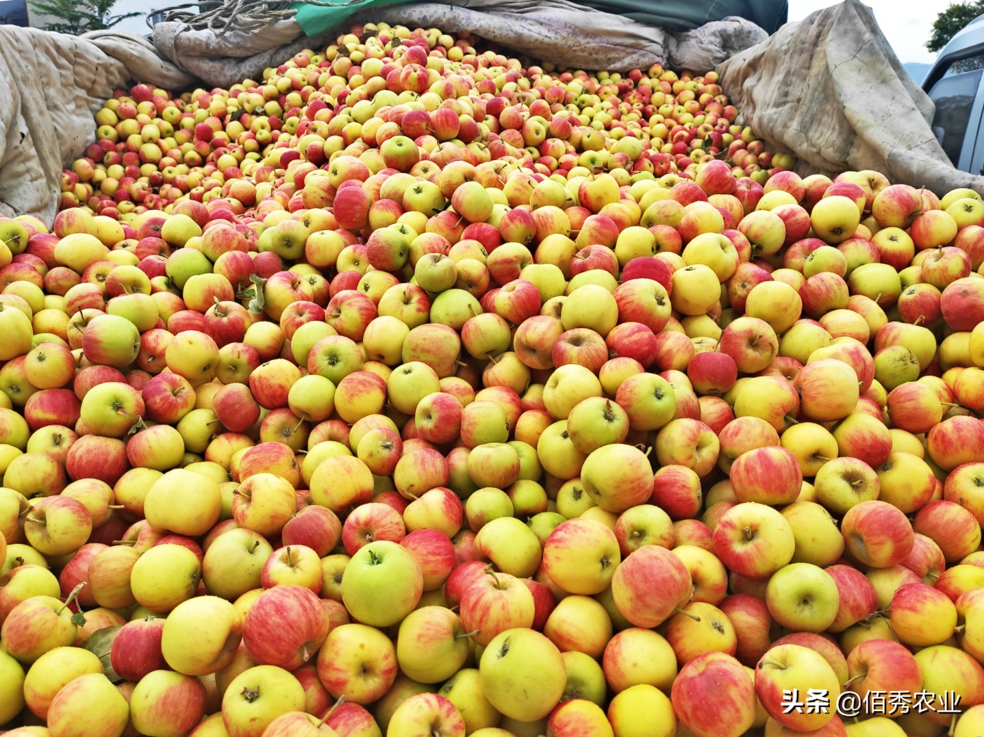 路边的水果摊可信吗,路边上的水果摊