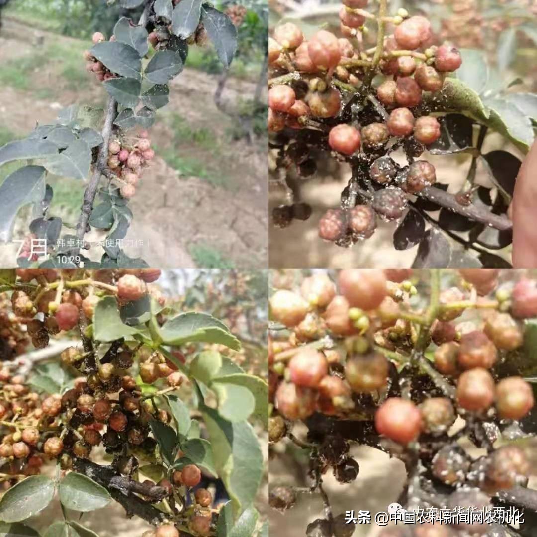 花椒树上的蚜虫怎样防治,花椒树的蚜虫用什么防治