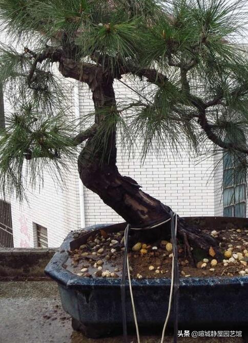 山松盆景制作方法大全,小山松盆景制作技巧