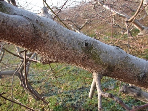 天堂鸟的蚧壳虫对人有危害吗,蚧壳虫怎么危害树木的